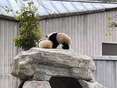 -卧龙中华大熊猫苑神树坪基地