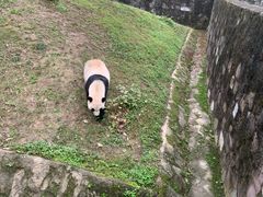 -都江堰中华大熊猫苑
