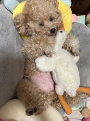 -卡门舞蹈