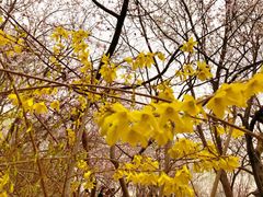 -桃花堤公园