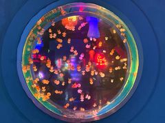 -太平洋海底世界