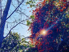 -西双版纳原始森林公园