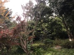 -铁山坪森林公园