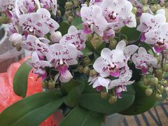 -中环花鸟鱼虫市场