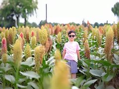 -三圣花乡旅游区