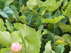 -四川大学(华西校区)