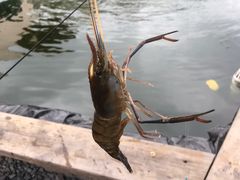 -DGE季风钓虾营地·团建·聚会