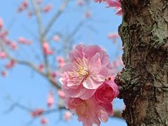 -无锡梅园公园