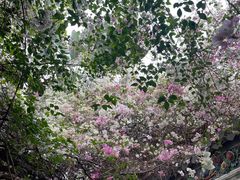 -深圳国际园林花卉博览园