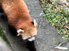 -都江堰中华大熊猫苑