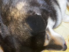 -逗柴咖啡屋·狗咖猫咖宠物桌游