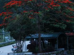-靖西鹅泉风景区