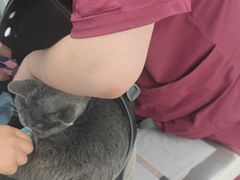 -纳吉亚猫专科动物诊疗中心(蒋宅口分院)