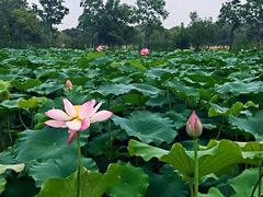 -西溪国家湿地公园