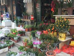 -本溪路花鸟市场(江浦路1709弄小区店)