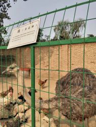 -上美四季动物农场