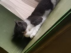 -猫猫幼稚园·撸猫·桌游·电玩