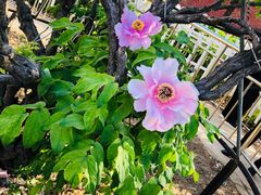 -曹州百花园