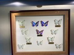 -上海昆虫博物馆