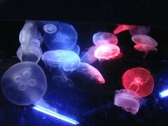 -悉尼海洋生物水族馆