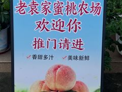 -老袁家蜜桃农场·阳山水蜜桃