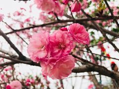 -天适樱花悠乐园