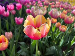 -洛阳郁金香牡丹园