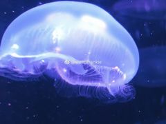 -悉尼海洋生物水族馆