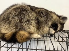 -浣熊柯尔鸭土拨鼠·电玩咖