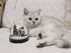 -lincat·猫舍(广州店)
