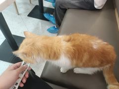 -喵园·猫主题咖啡厅·撸猫·猫咖(国贸店)