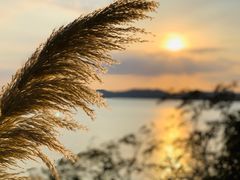 -上海市保健医疗中心