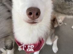 -Husky Go! 哈士奇体验馆·宠物咖啡厅狗咖