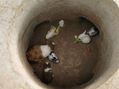 -前小桔亲子创意农场·草莓采摘·露营烧烤