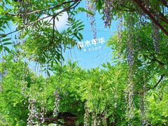 -嘉定紫藤园