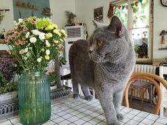 -海边的猫和咖啡馆