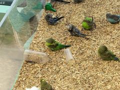 -怪兽屋·羊驼·猫咖·狗咖(俊华广场店)