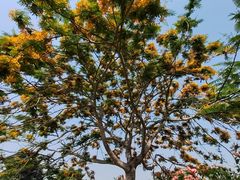 -西双版纳傣族园