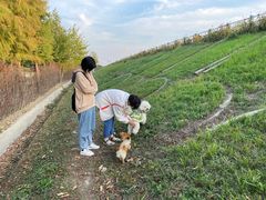 -合肥滨湖国家森林公园