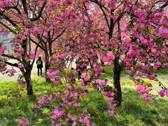 -莲花池公园