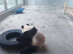 -西安秦岭野生动物园