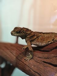 -Zoolung Zoolung动物主题公园(海信广场店)