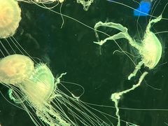 -深圳野生动物园
