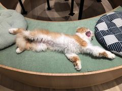 -CAT’S MEWSTAR CAFE·喵星球猫屋(晴湾咖啡店)