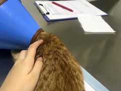 -特一安24小时宠物医院·骨科·中兽医