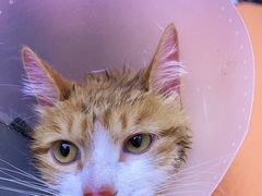 -喵百万·布偶·蓝金金渐层英短·猫舍(百子湾店)