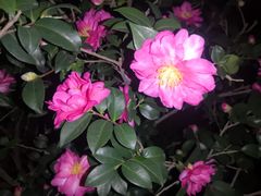 -深圳国际园林花卉博览园