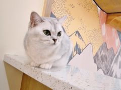 -滚猫咖啡·猫咖·猫友好撸猫(未来城店)
