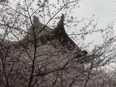 -武汉大学-樱园