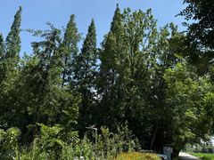 -桤木河湿地公园